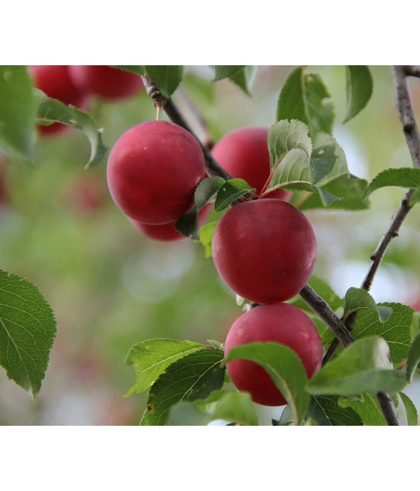 Aprikosen-Kirsche 'Aprikyra®' 1 Aprikosen-Kirsche 'Aprikyra®'
