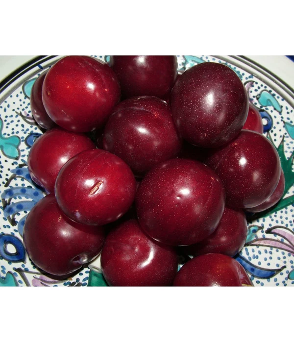 Aprikosen-Kirsche 'Aprikyra®' 2 Aprikosen-Kirsche 'Aprikyra®' – Bild 2