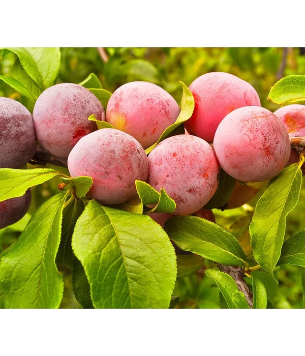 Aprikosen-Pflaume 'Aprisali®' 1 Aprikosen-Pflaume 'Aprisali®'