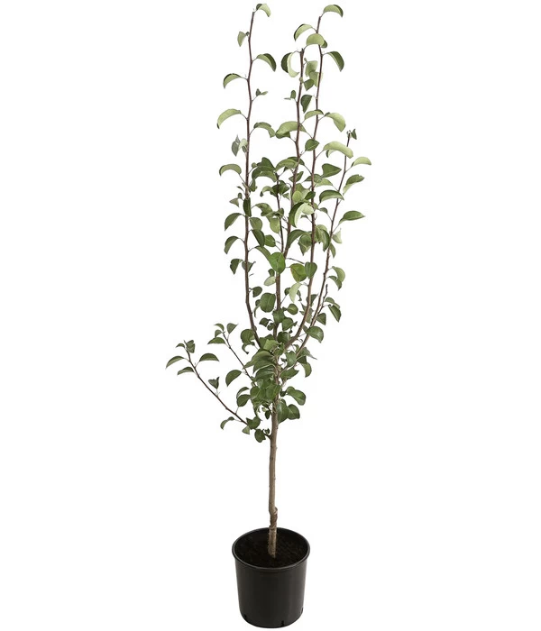 Winterbirne 'Uta' 2 Winterbirne 'Uta' – Bild 2