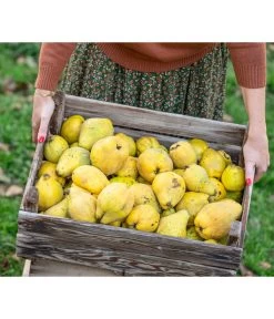 Birnenquitte -Gardena Store 7604978 WE MO 001 Quittenkorb