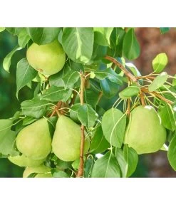 Zwergbirne 'Luisa' -Gardena Store 7611999 WE DE 003 PyrusZwergbirneBirnePixabay