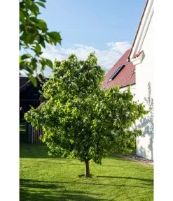 Birnenquitte -Gardena Store 7612286 WE MO 003 CydoniaOblongaQuitteLucknerMai2015