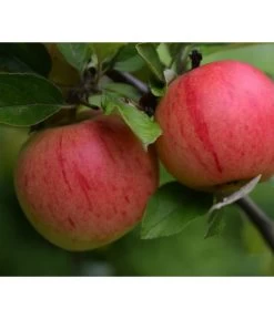 Bio Winterapfel 'Benoni'