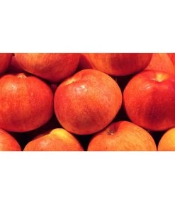 Neu eingetroffen -Gardena Store 7621865 WE MO 001 ZergapfelCroquellaPixabay