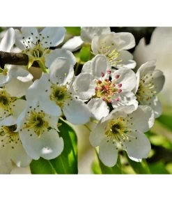 Herbstbirne 'Conference' -Gardena Store 7625908 PR DE 003 PyrusBirneConferenceBluetePixabay