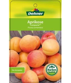 Aprikose 'Compacta' -Gardena Store 7626021 AprikoseCompacta Etikett 1