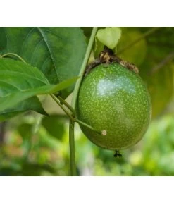 Passionsfrucht 5 Passionsfrucht -Gardena Store 7641327 WE DE 001 PassifloraPassionsfrucht