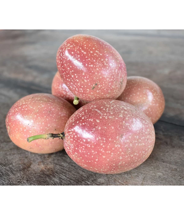 Passionsfrucht 1 Passionsfrucht