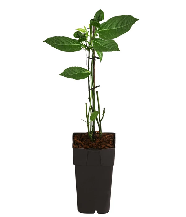 Passionsfrucht 2 Passionsfrucht – Bild 2