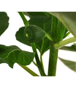Feige 'Jannot' -Gardena Store 7642929 WE DE 002 FicusFeigeJannot
