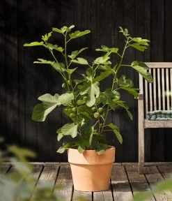 Feige 'Jannot' -Gardena Store 7642929 WE MO 001 FicusFeigeJannotDehnerObstkonzept