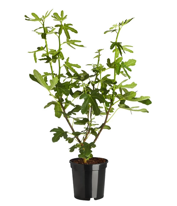 Feige 'Grise De Tarascon' 1 Feige 'Grise De Tarascon'