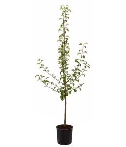 Sommerbirne 'Gute Luise' -Gardena Store 7658578 PR FS 001 BirneGuteLuisePyrusBusch95LiterDehnerExpressZS