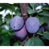 Zwetschge 'Haganta'