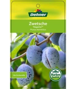 Zwetschge 'Haganta' -Gardena Store 7662257 ZwetscheHaganta Etikett 1