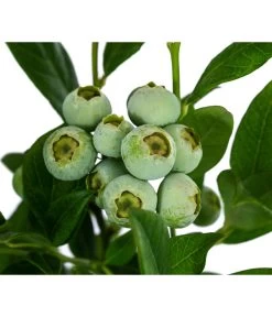 Heidelbeere 'Duke' -Gardena Store 7665219 WE DE 003 VacciniumHeidelbeereDuke3L