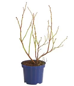 Heidelbeere 'Duke' -Gardena Store 7665219 WE FS 001 HeidelbeereDuke3L