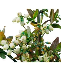 Heidelbeere 'Goldtraube' -Gardena Store 7665318 PR DE 002 HeidelbeereGoldtraubeHeidelbeereGoldtraubeBusch