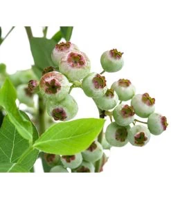 Heidelbeere 'Goldtraube' -Gardena Store 7665318 WE DE 003 VacciniumHeidelbeereGoldtraube3L