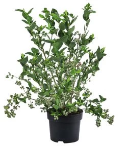 Heidelbeere 'Goldtraube' -Gardena Store 7665318 WE FS 003 VacciniumHeidelbeereGoldtraube3L