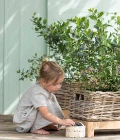 Heidelbeere 'Goldtraube' -Gardena Store 7665318 WE MO 001 HeidelbeereGoldtraube