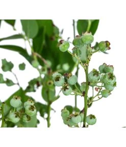 Dehner Heidelbeere 'Bluecrop' 7 Dehner Heidelbeere 'Bluecrop' -Gardena Store 7665409 WE DE 005 VacciniumHeidelbeereBluecrop3L