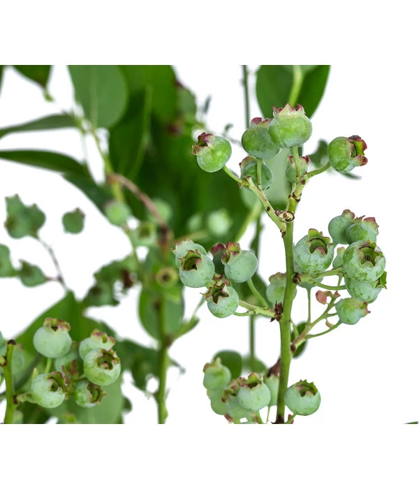 Dehner Heidelbeere 'Bluecrop' 4 Dehner Heidelbeere 'Bluecrop' – Bild 4