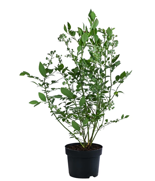 Dehner Heidelbeere 'Bluecrop' 2 Dehner Heidelbeere 'Bluecrop' – Bild 2