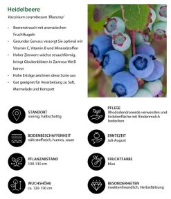 Dehner Heidelbeere 'Bluecrop' 6 Dehner Heidelbeere 'Bluecrop' -Gardena Store 7665409 WE IG 001 HeidelbeereVacciniumcorymbosumBlueCrop