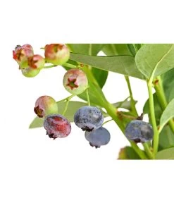 Dehner Gourmet Garten Heidelbeere 'Spartan' -Gardena Store 7665508 PR DE 002 GourmetGartenHeidelbeereSpartan3LiterDehnerExpressHerzig