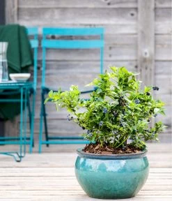 Dehner Gourmet Garten Heidelbeere 'Spartan' -Gardena Store 7665508 WE MO HeidelbeereSpartan