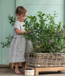 Heidelbeer-Drilling -Gardena Store 7665631 WE MO 001 HeidelbeerDrilling