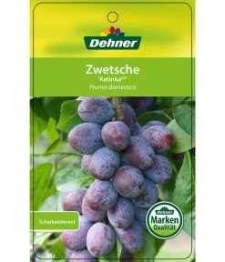 Zwetschge 'Katinka' -Gardena Store 7693252 ZwetscheKatinka Etikett 1