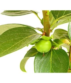 Dehner Kaki 'Rojo Brillante' - Kaki-Pflaume 'Rojo Brillante' 10 Dehner Kaki 'Rojo Brillante' - Kaki-Pflaume 'Rojo Brillante' -Gardena Store 7693377 PR DE 001 KakiRojoBrillanteBUDehnerExpressHerzig