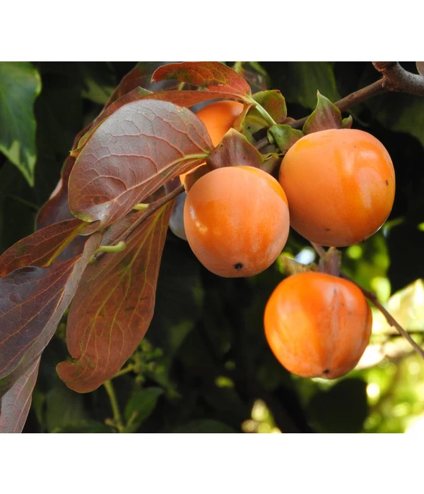 Dehner Kaki 'Rojo Brillante' - Kaki-Pflaume 'Rojo Brillante' 2 Dehner Kaki 'Rojo Brillante' - Kaki-Pflaume 'Rojo Brillante' – Bild 2