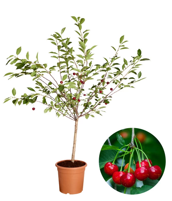 Zwergsauerkirsche 'Griotella' 1 Zwergsauerkirsche 'Griotella'