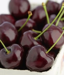 Süßkirschen-Duo 'Kordia/Burlat' -Gardena Store 7703143 PR DE 001 KirscheKordiaDehnerExpressZS