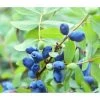 Sibirische Blaubeere 'MyBerry® Sweet'