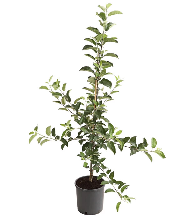 Apfelbäume In Sorten, Einjährige Veredelung 2 Apfelbäume In Sorten, Einjährige Veredelung – Bild 2