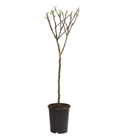 Neu eingetroffen -Gardena Store 7723950 WE FS 001 ZwergapfelObstZwergeKidsDehnerExpressHerzig