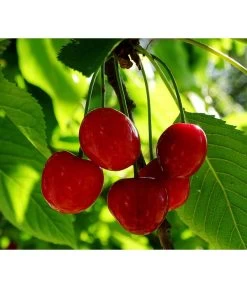 Neu eingetroffen -Gardena Store 7724016 PR FS 001 PrunusZwergsauerkirschePixabay