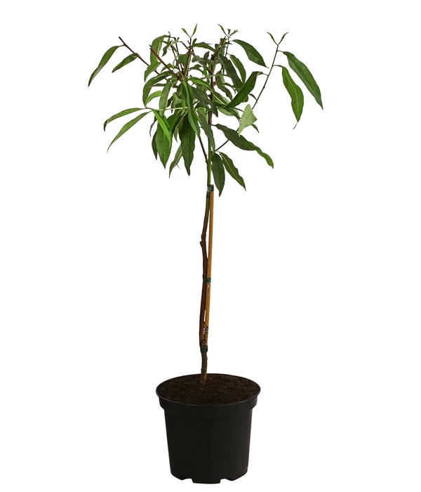 Pfirsich-Aprikose 'Pfirsicose®' 2 Pfirsich-Aprikose 'Pfirsicose®' – Bild 2