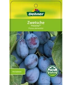 Zwetschge 'Presenta' -Gardena Store 7729460 ZwetschePresenta Etikett 1