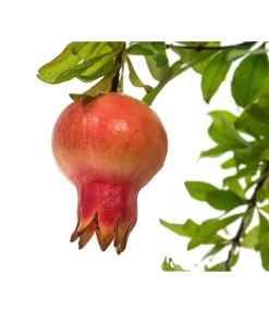 Granatapfel -Gardena Store 7733470 PR DE 001 PunicaGranatapfelDehnerExpressHerzig