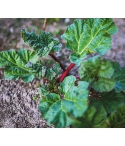 Dehner Gourmet Garten Himbeer-Rhabarber -Gardena Store 7736028 PR 001 RheumRhabarberPixabay