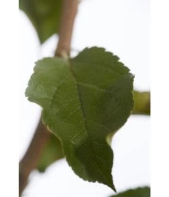 Herbstapfel 'Rebella' -Gardena Store 7737075 PR DE 001 ApfelRebellaMalusBusch95LiterDehnerExpressZS