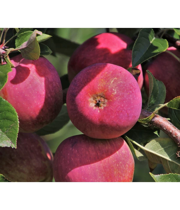 Apfelbäume In Sorten, Einjährige Veredelung 1 Apfelbäume In Sorten, Einjährige Veredelung