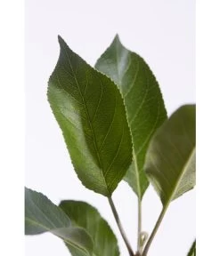 Sommerapfel 'Roter James Grieve' -Gardena Store 7745730 PR DE 001 ApfelRoterJamesGrieveMalusBusch95LiterDehnerExpressZS