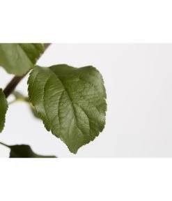 Herbstapfel 'Rubinola' -Gardena Store 7747165 PR DE 001 ApfelRubinolaMalusBusch95LiterDehnerExpressZS